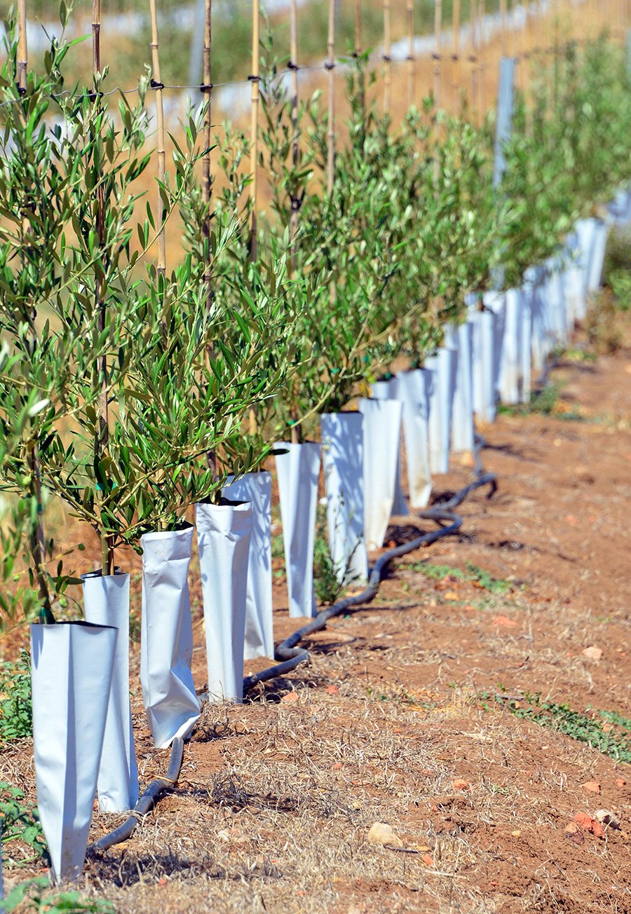 Nuevo cultivo olivo superintensivo